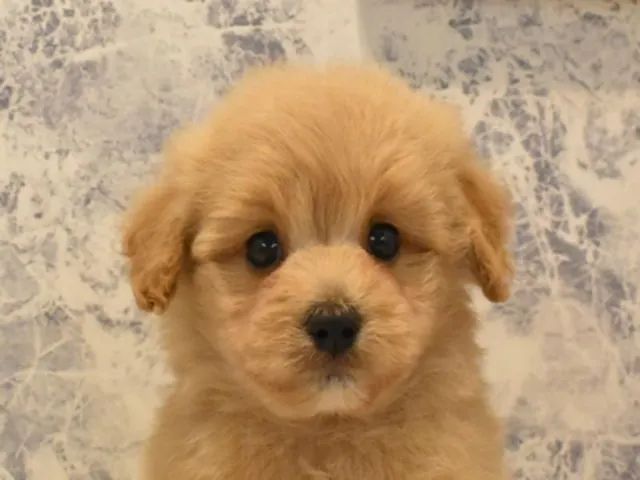 千葉県のハーフ犬・ミックス犬 (ペッツワン幕張店/2025年3月8日生まれ/男の子/オレンジ)の子犬